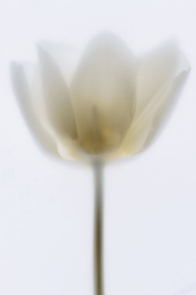 Picture of DELICATE TULIP