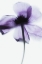 Picture of PURPLE POPPY