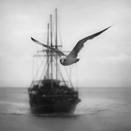Picture of SEAGULL