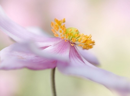 Picture of JAPANESE ANEMONE