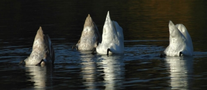 Picture of ICEBERGS ?