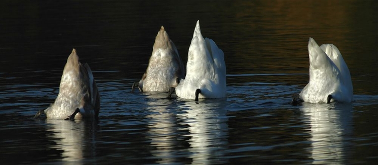 Picture of ICEBERGS ?