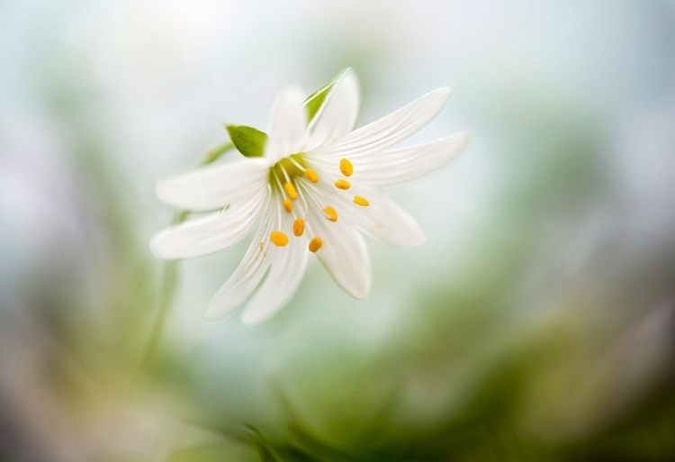 Picture of SPRING STITCHWORT