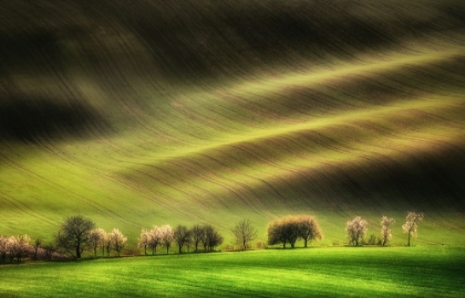 Picture of MORAVIAN FIELDS