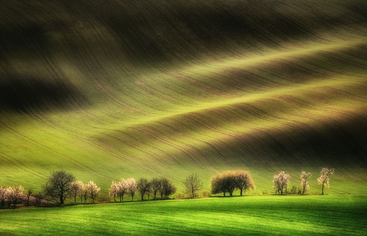 Picture of MORAVIAN FIELDS