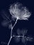 Picture of INDIGO ROSE DYNASTY 1