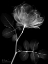 Picture of BLACK ROSE DYNASTY 1