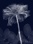 Picture of INDIGO ROSE DYNASTY 2