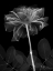 Picture of BLACK ROSE DYNASTY 2