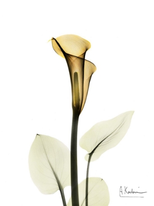 Picture of CALLA LILY