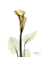 Picture of CALLA LILY