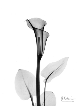 Picture of CALLA LILY