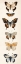 Picture of BUTTERFLY PANEL 1
