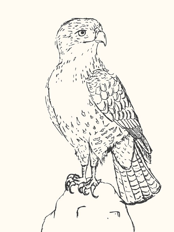 Picture of BIRD SKETCH HAWK