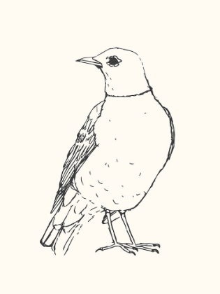 Picture of BIRD SKETCH ROBIN