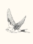 Picture of BIRD SKETCH SWALLOW 1