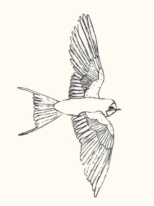 Picture of BIRD SKETCH SWALLOW 2