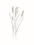 Picture of RURAL HERITAGE GRASSES 2