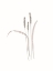Picture of RURAL HERITAGE GRASSES 3