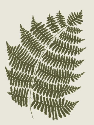 Picture of FERN 1