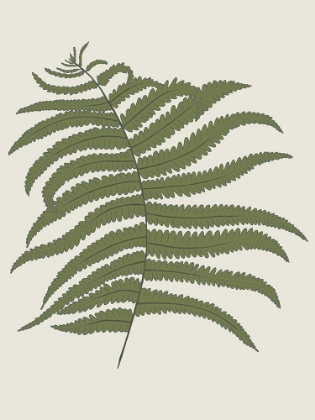 Picture of FERN 2