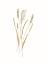 Picture of FIELD GRASS GOLD 2
