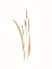 Picture of FIELD GRASS GOLD 4