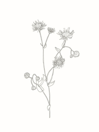 Picture of WILDFLOWER FLEABANE OUTLINE