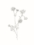 Picture of WILDFLOWER FLEABANE OUTLINE
