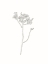Picture of WILDFLOWER HAWKWEED OUTLINE