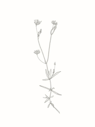 Picture of WILDFLOWER STARWORT OUTLINE