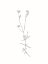 Picture of WILDFLOWER STARWORT OUTLINE