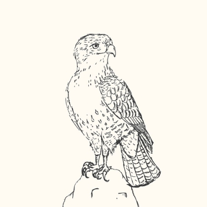 Picture of BIRD SKETCH HAWK