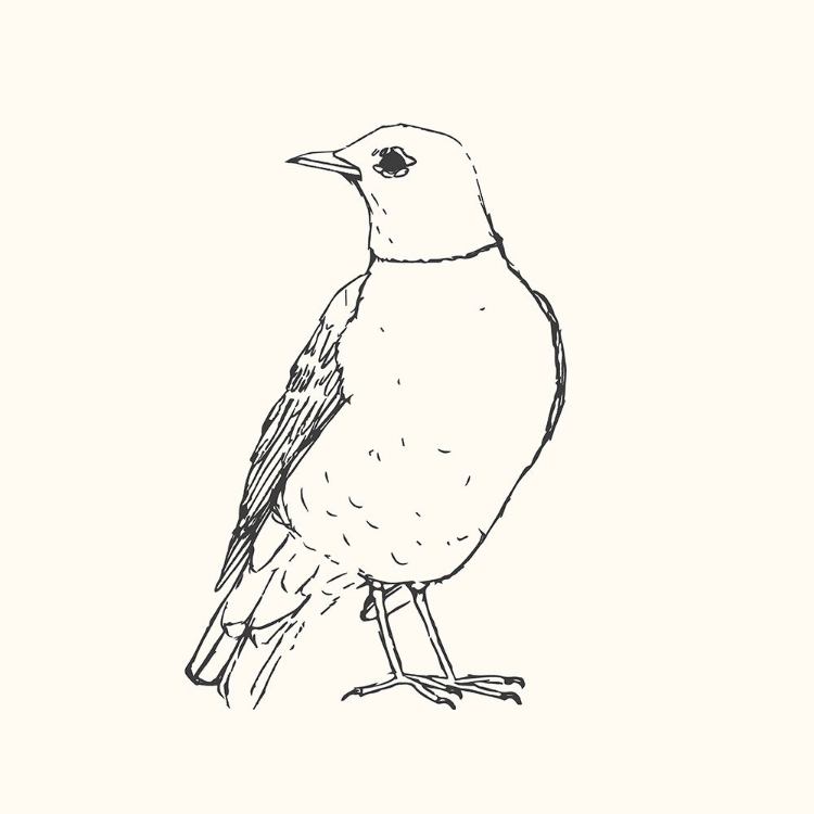 Picture of BIRD SKETCH ROBIN