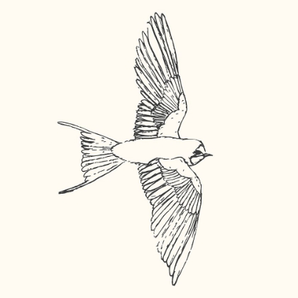 Picture of BIRD SKETCH SWALLOW 2