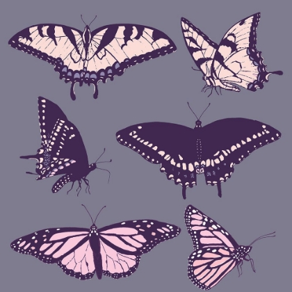 Picture of BUTTERFLY CHART 2