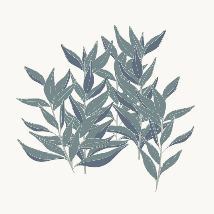 Picture of FRIENDLY FRESH SAGE