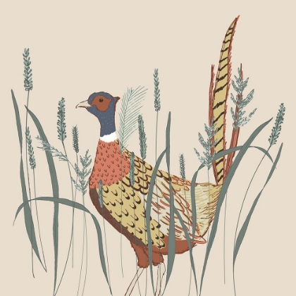 Picture of PHEASANT