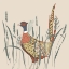Picture of PHEASANT