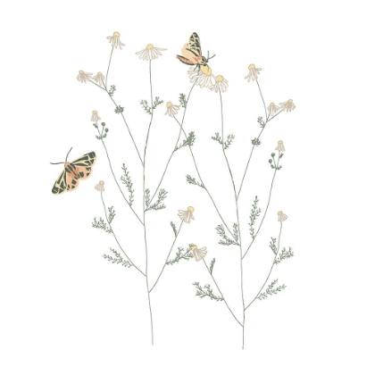 Picture of CHAMOMILE AND TIGER MOTHS