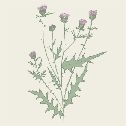 Picture of PURPLE BULL THISTLE