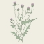 Picture of PURPLE BULL THISTLE