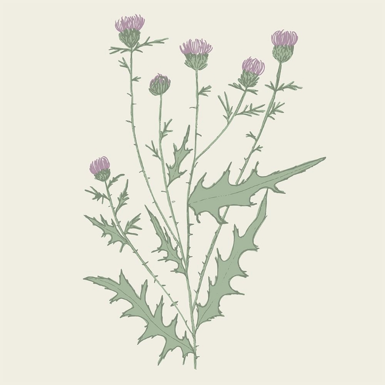 Picture of PURPLE BULL THISTLE