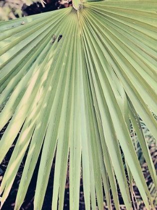 Picture of PALM HAND
