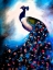 Picture of BRIGHT PEACOCK