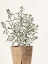 Picture of HOUSE PLANT 1