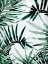 Picture of IN THE JUNGLE 2