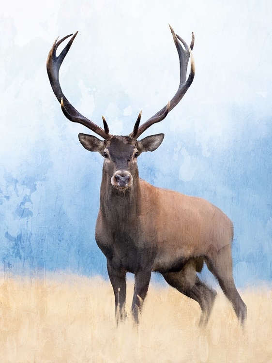Picture of RED DEER