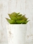 Picture of SUCCULENT 3
