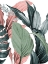 Picture of TRI COLOR PALMS 2
